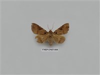 藏品(夜蛾337)的圖片